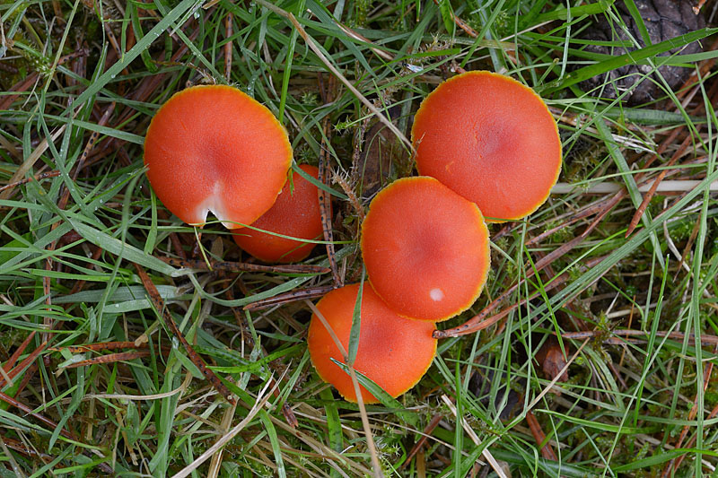 Hygrocybe miniata